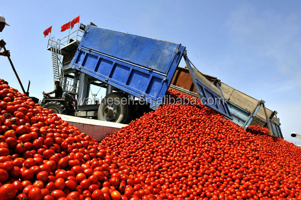 tomato paste sauce, export to Africa,Mid-east,Europe
