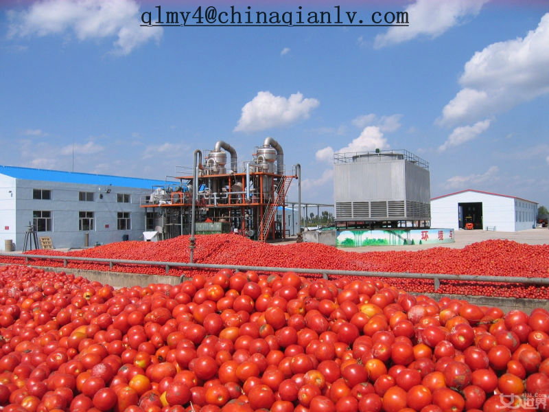 Tomato Paste in tin