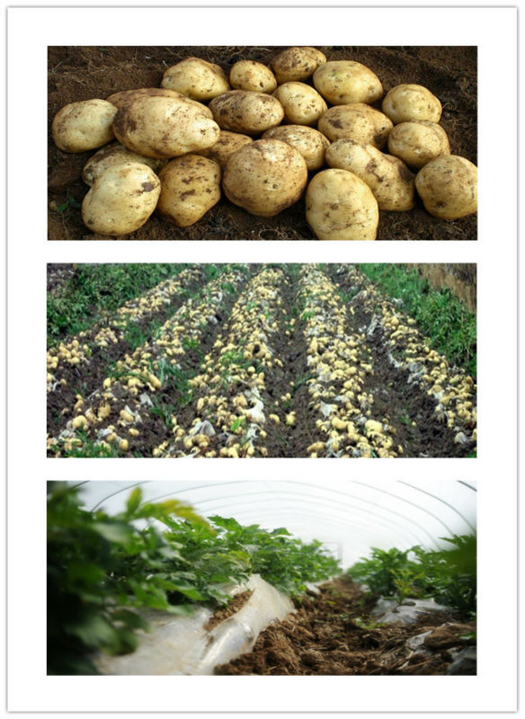 2013 Colour and lustre is bright beautiful fresh potato in dubai