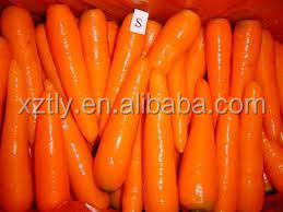 Fresh New carrot with good quality hot sale