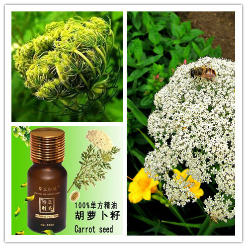 high efficient onion/cumin simmondsia chinensis/cinnamon/rhodiola rosea/ seed oil distillat machine