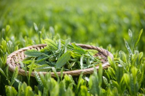 Hi-Q Grean Tea P.E./20%-98% L-Theanine