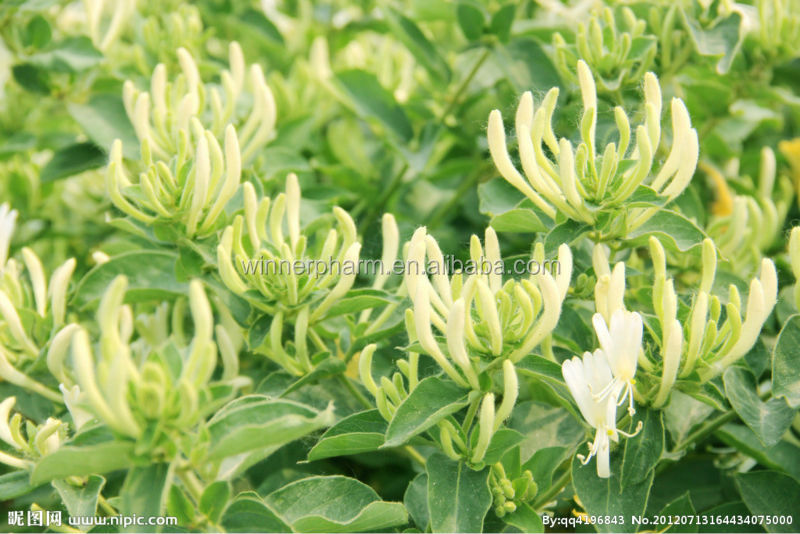 High quality natural dried yellow honeysuckle flower