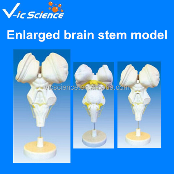 brain stem model