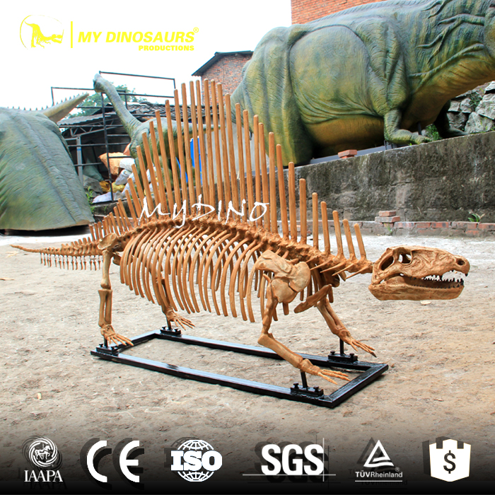 Dimetrodon Skeleton (2).jpg