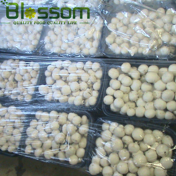 IQF frozen fresh sliced champignons white mushroom