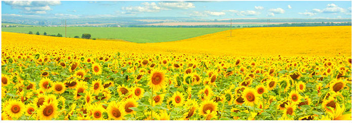 Idle oil- sunflower oil at best price