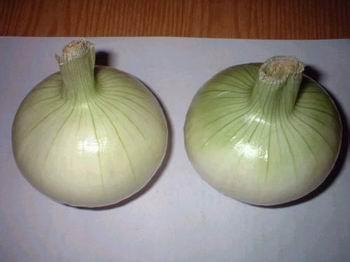 Fresh Yellow Onion in Bulk