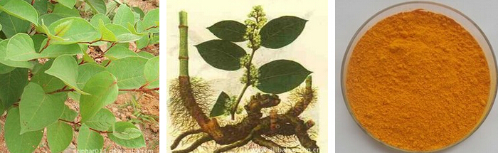 Resveratrol/Polygonum Cuspidatum Extract/Emodin/Polydatin