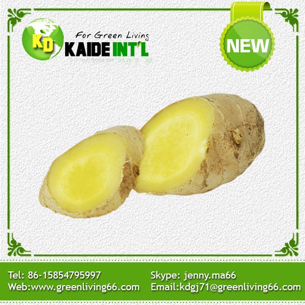 Fresh Ginger Packed In Pvc Box Carton