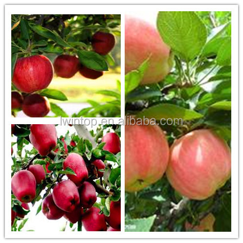 2013 new crop Fuji red apple bulk fresh apples