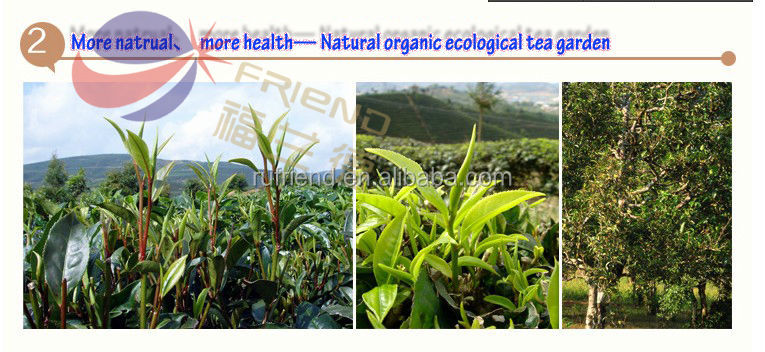 Tea brands name green tea extract, from yunnan pu er tea, yunnan supplier chinese tea