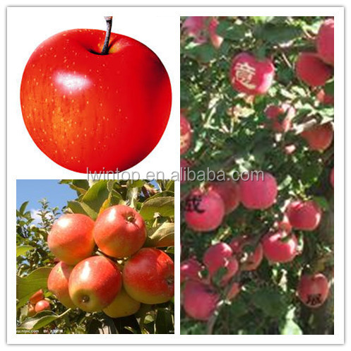 2014 famous brand red fuji apple