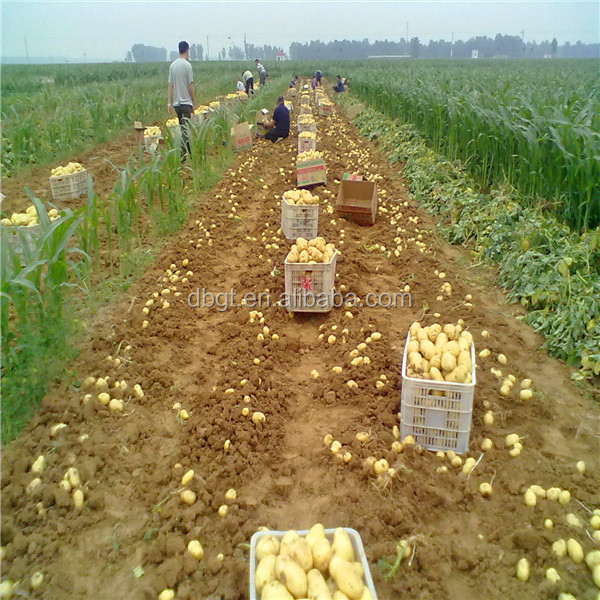 2014 new crop potato/holland potato/long shape potato