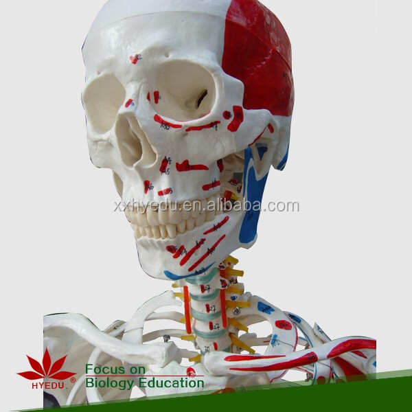 Human skeleton model with colored muscle