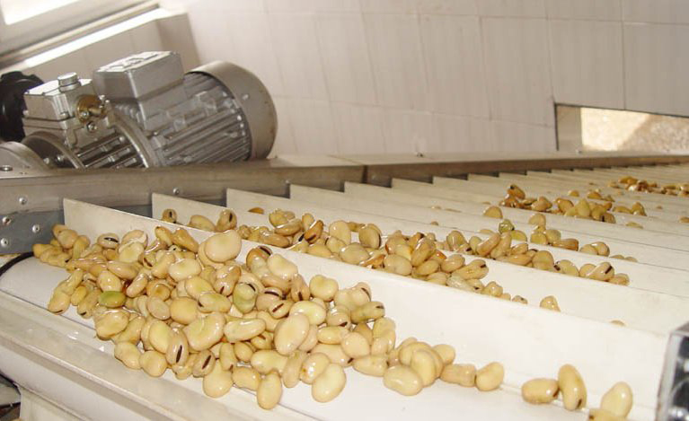 Canned Broad Bean in brine/canned vegetable