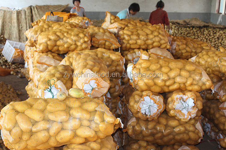 Chinese Fresh Potato / Sweet Potato / Holland Potato Exporter