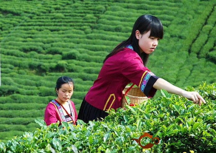 High quality time honored ripe tea puer