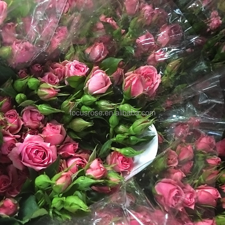 cut fresh sprayed rose rose flower fresh cut valentine"s gift