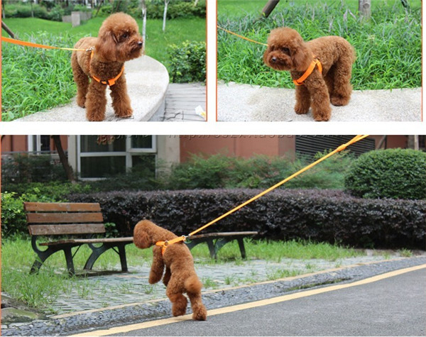新製品2014年ledネック中国で犬のアクセサリー首輪の綱問屋・仕入れ・卸・卸売り