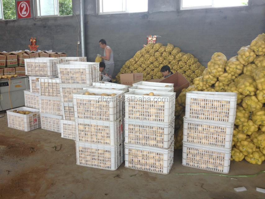 THE MOST POPULA CRAZY,CRISP POTATO ,HOLLAND POTATO NON-POLLUTION