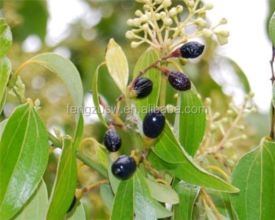 High quality cinnamon bark extract