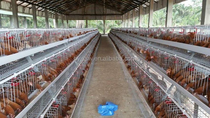 chicken cage-593.jpg