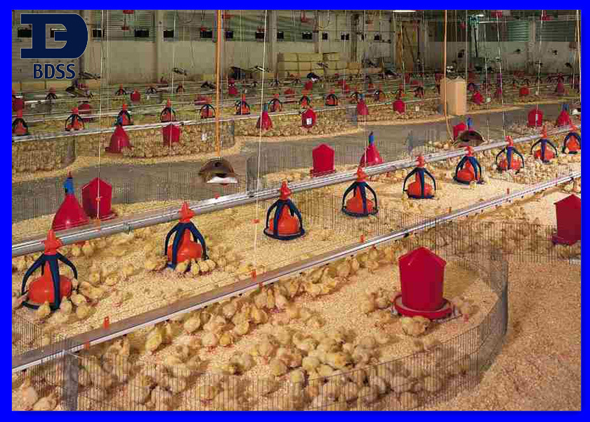 Prefab Chicken Farm - Buy Prefab Chicken Farm,Commercial Chicken 