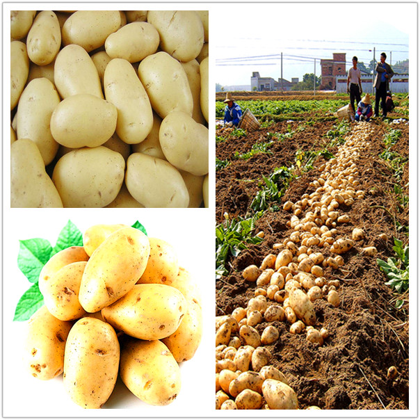 2014 Top Quality Chinese New Crop Fresh Potato For Sale