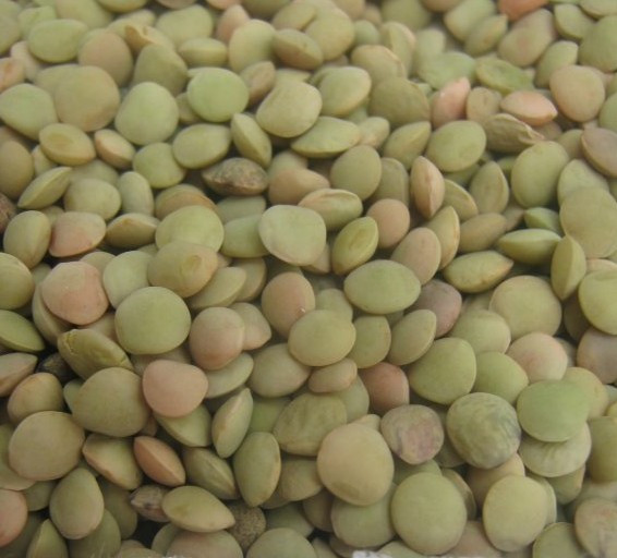 2014 crop tops lentil/lentil bean China supplier