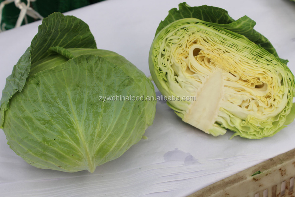 Fresh Green/Red Cabbage New Corp Cabbage Hot Sale
