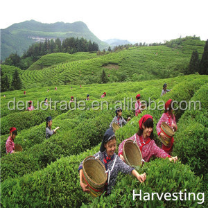 Highly Recommended 12 Different Flavors black tea price