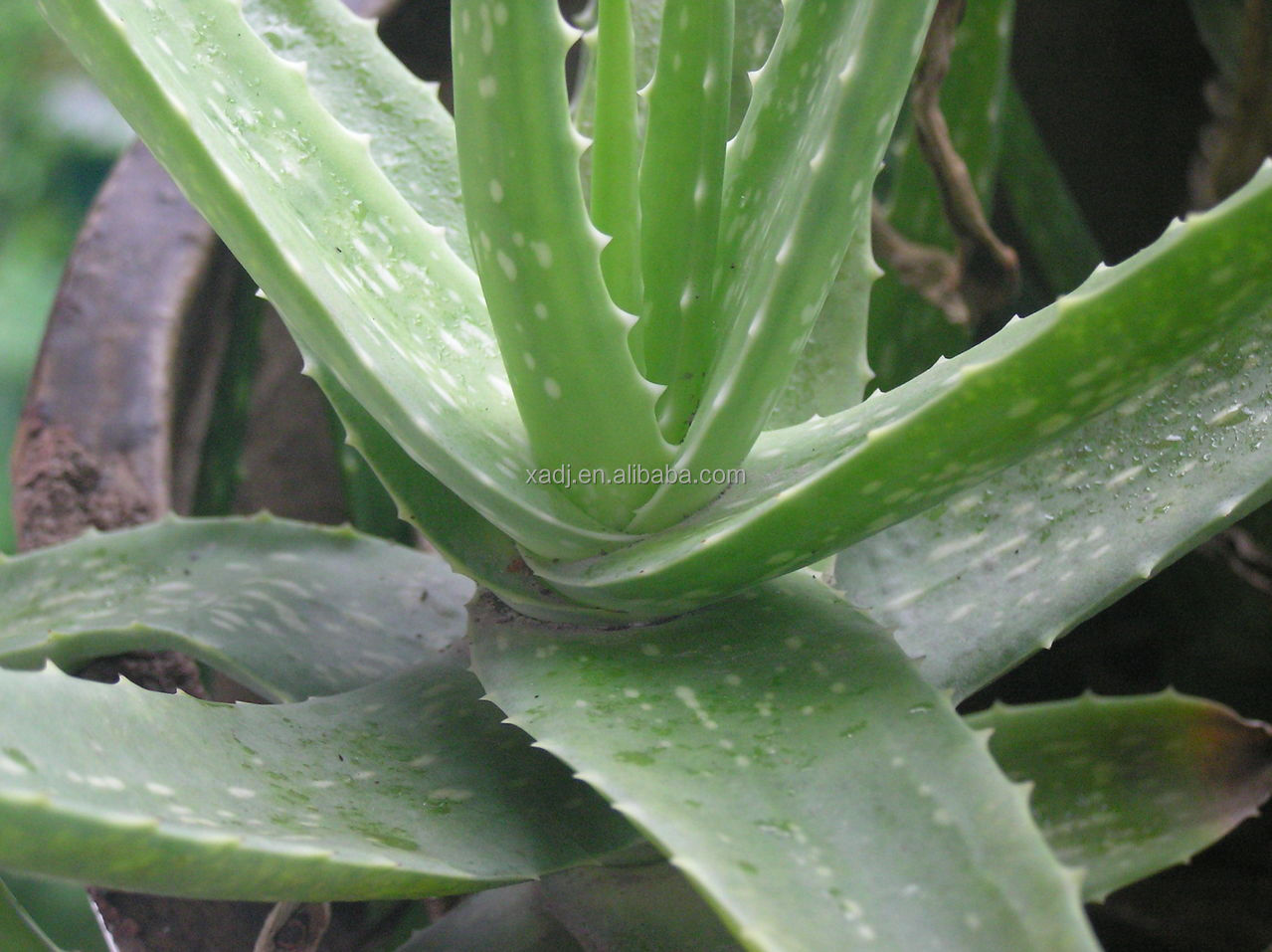 Aloe Vera Extract Polysaccharides