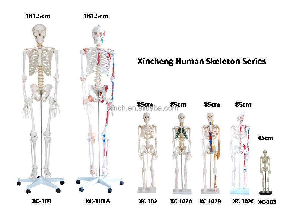 Human skeleton series