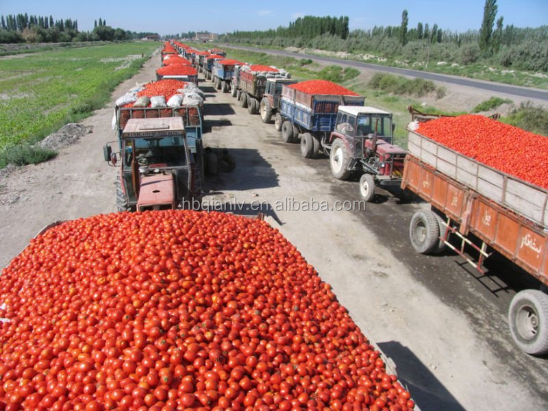 xinjiang bulk tomato paste