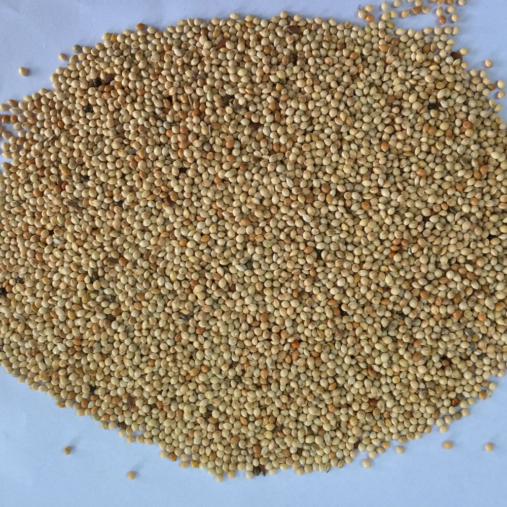 white millet seeds yellow millet seeds green millet red white millet seeds yellow millet seeds green millet red