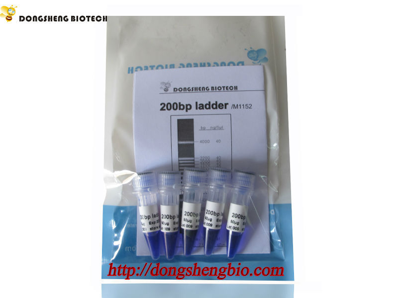 M1152 200bp ladder