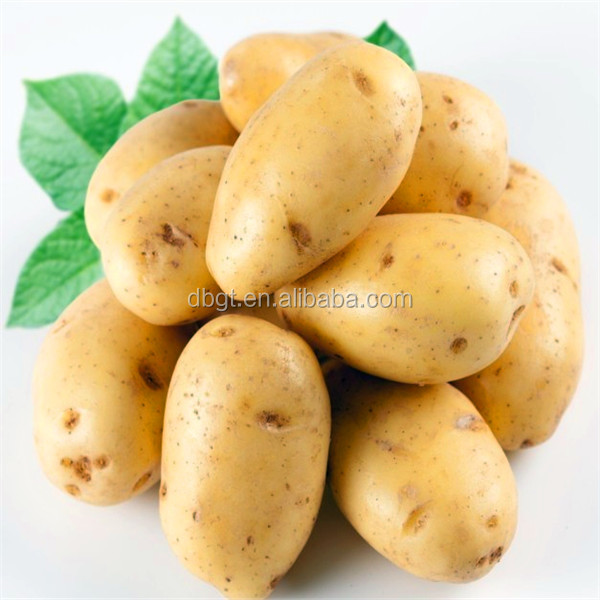 products you can import from china--Fresh Potato