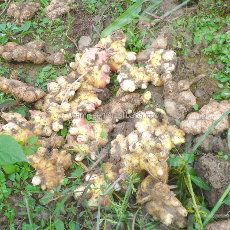 Semi-dry ginger fresh ginger China ginger