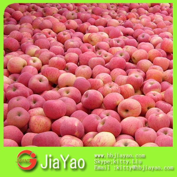 high quality and cheap canned food price list
