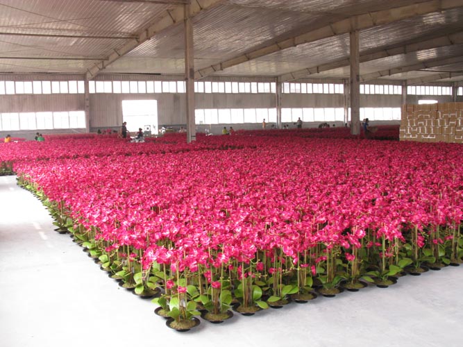 高品質鉢植え人工蘭の花用装飾仕入れ・メーカー・工場