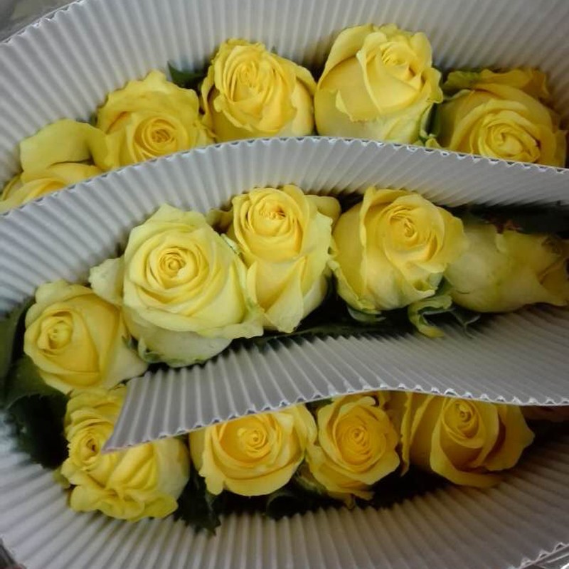 yellow rose flower 5.jpg