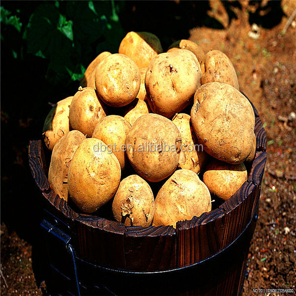 2014 High quality potatoes in bulk