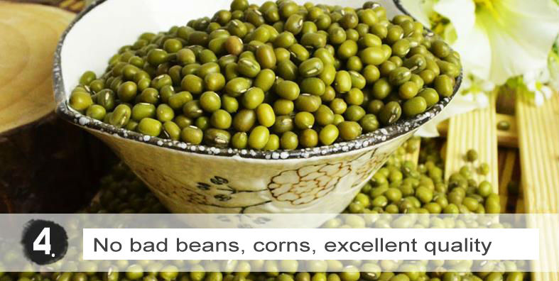 Dry high quality bulk green mung bean specification with a good price