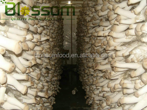 2014 Bulk IQF king oyster frozen sliced mushroom