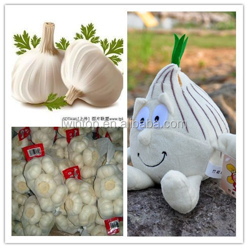 planter for garlic with give away accessories