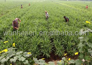 2014 High Quality New Crop Fresh ginger export For UK,CANADA,USA and EU Market 1kg fresh ginger pric