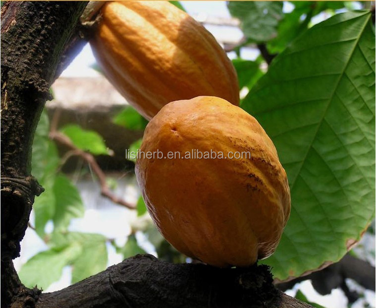 ISO Certificated factory supply top quality cocoa extract