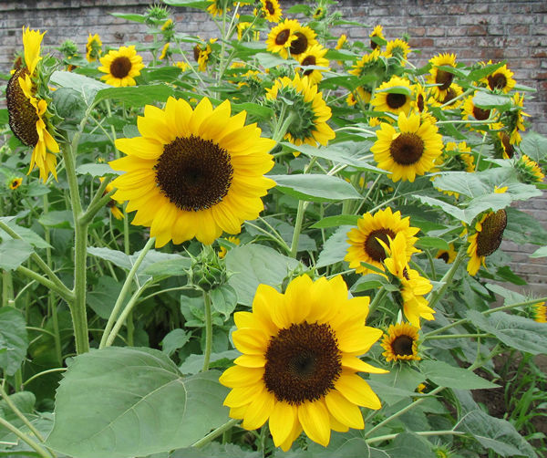 black sunflower seed growers 2015 garden scenery yellow pink black sunflower seed black sunflower seed growers 2015 garden scenery yellow pink black sunflower seed