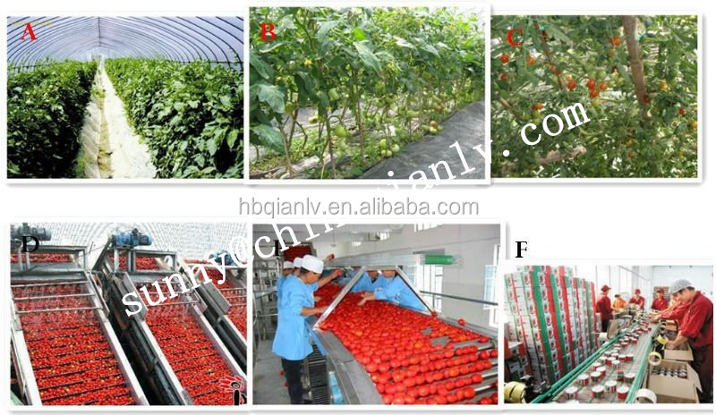 Brix 36-38% bulk tomato paste in drum